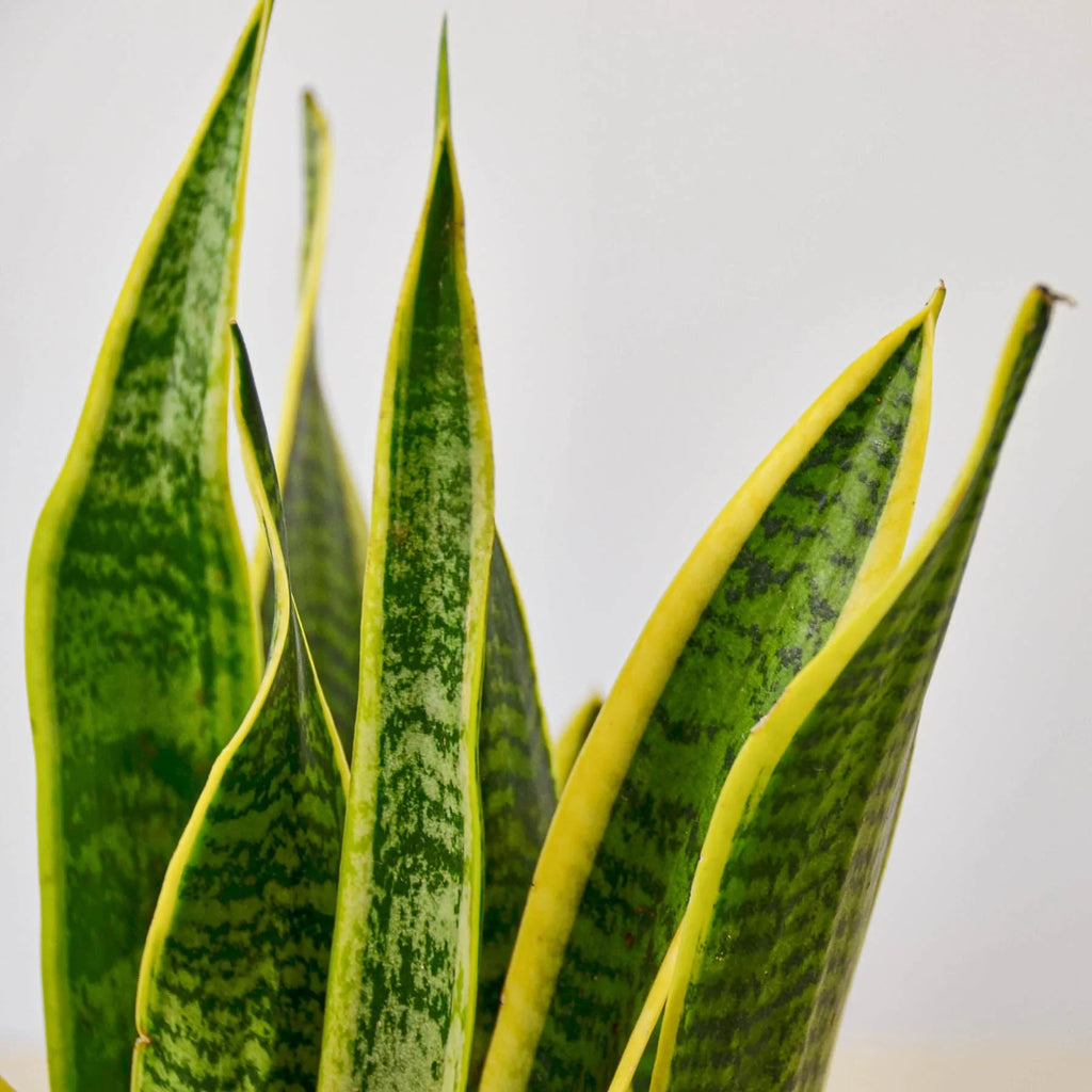 Snake Plant Laurentii – Easy Care Air Purifier | SunriseDaylas