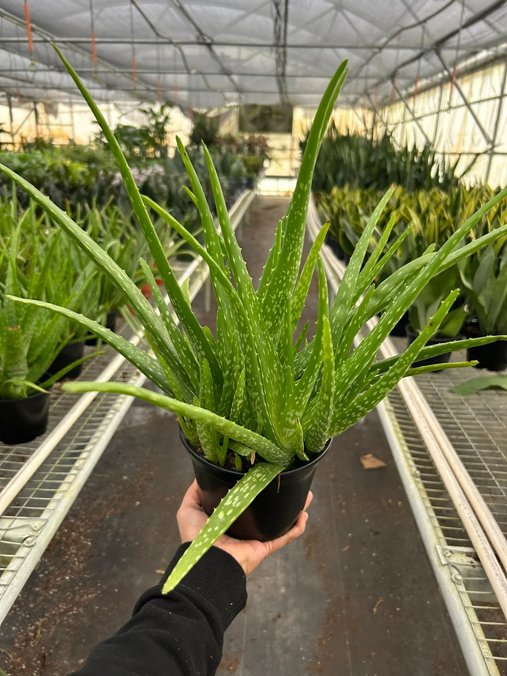 Aloe Vera – Low Maintenance Succulent | SunriseDaylas