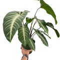 Angel Wing Plant – Rare Veined Tropical Plant | SunriseDaylas
