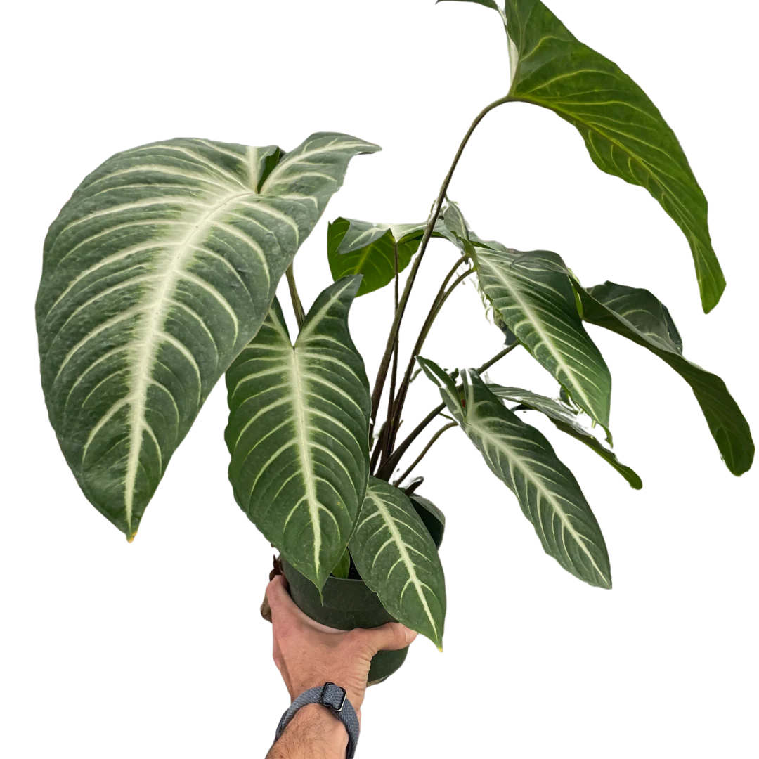 Angel Wing Plant – Rare Veined Tropical Plant | SunriseDaylas