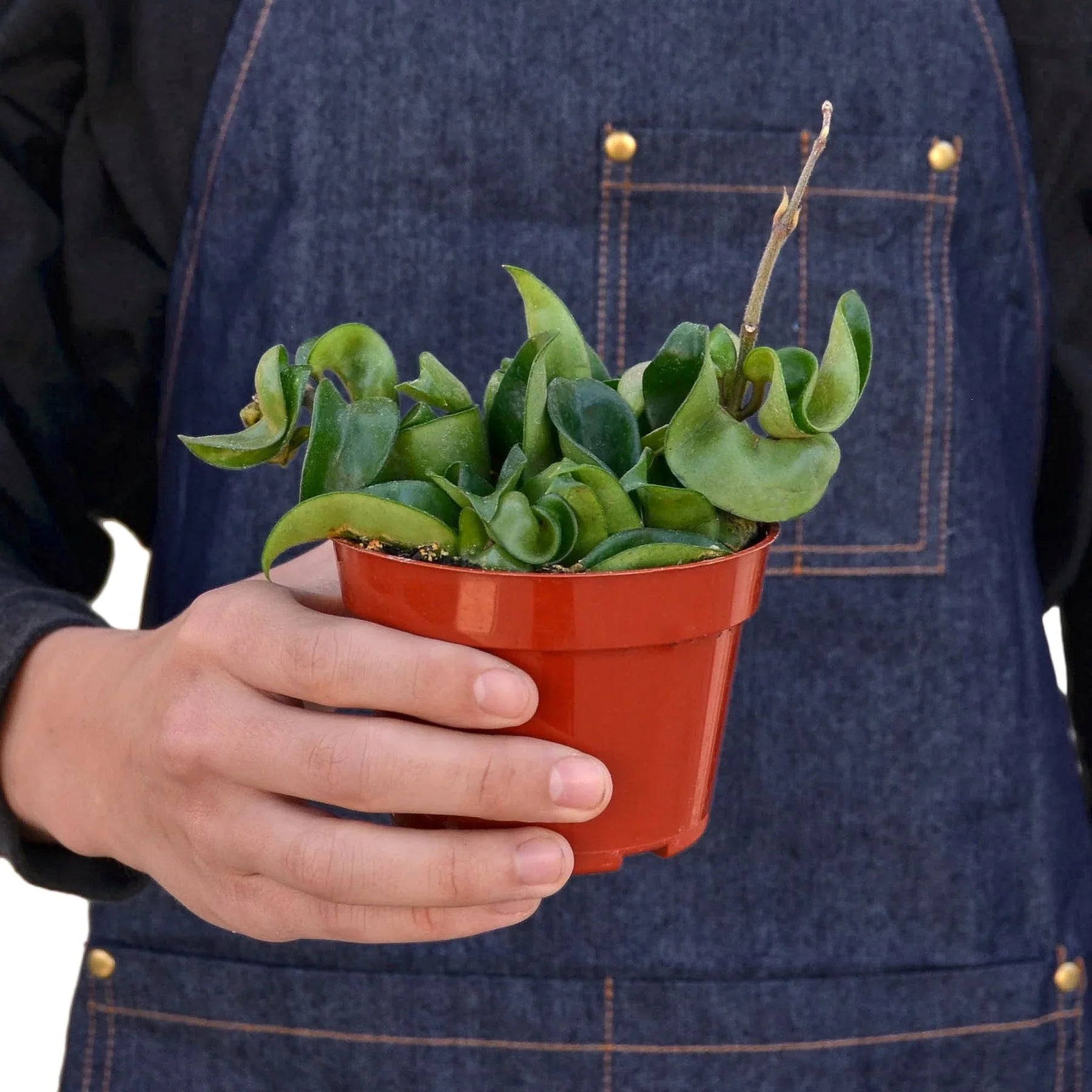Hoya Rope Plant – Trailing Wax Plant Indoor Vine | SunriseDaylas