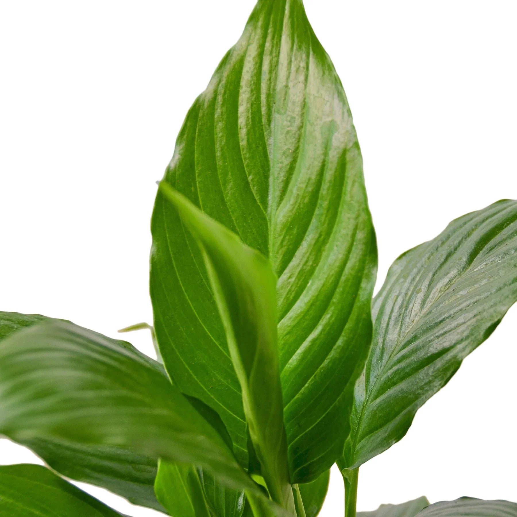 Peace Lily – Air Purifying Flowering Plant | SunriseDaylas