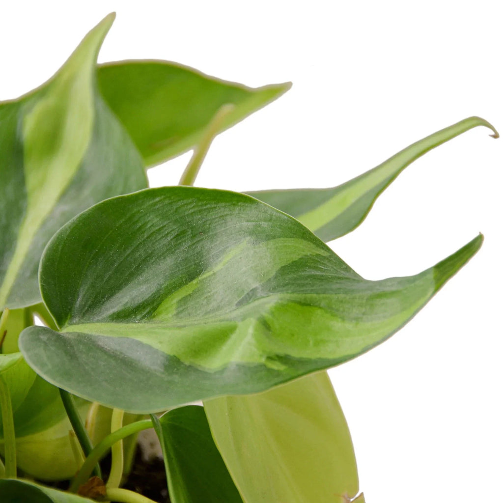 Philodendron ‘Brasil’ – Variegated Heartleaf Indoor Plant | SunriseDaylas