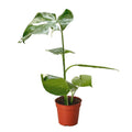 Monstera Thai Constellation Live Plant | Rare Variegated Leaves (2in 4in 6in Pot)