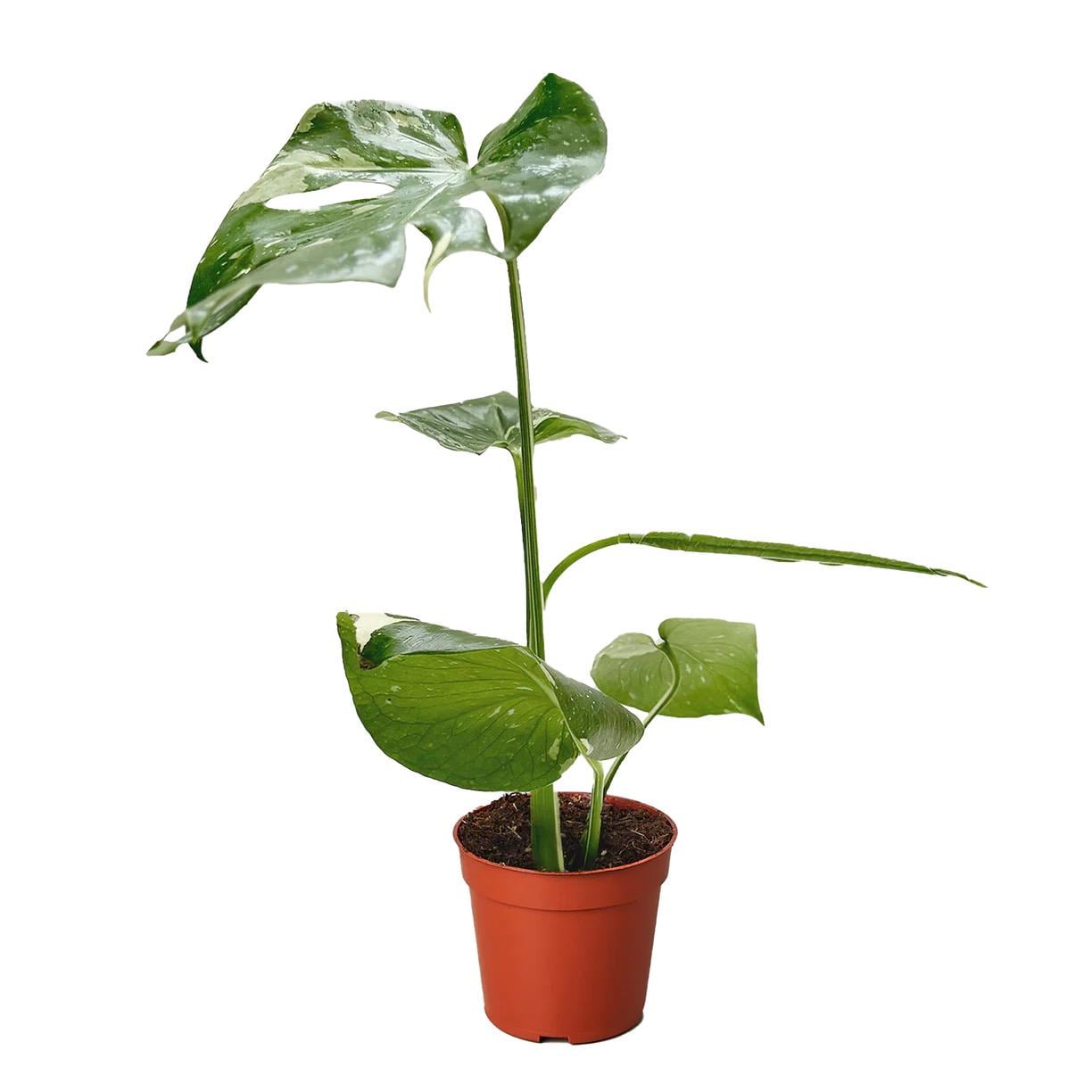 Monstera Thai Constellation Live Plant | Rare Variegated Leaves (2in 4in 6in Pot)