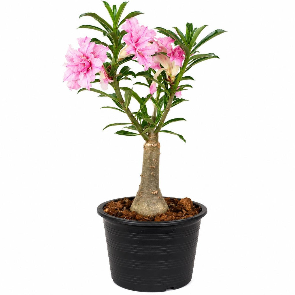 Desert Rose – Adenium (Live Flowering Plant)