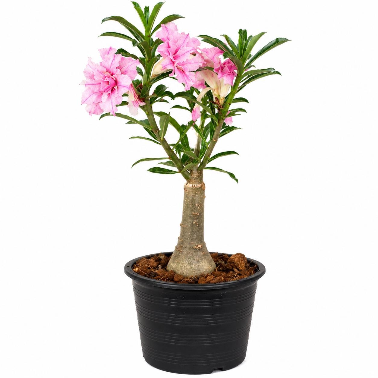 Desert Rose – Adenium (Live Flowering Plant)