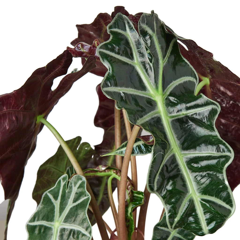 Alocasia Polly – African Mask Indoor Statement Plant | SunriseDaylas