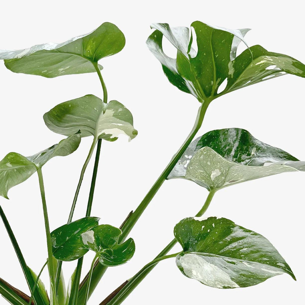 Monstera Thai Constellation Live Plant | Rare Variegated Leaves (2in 4in 6in Pot)