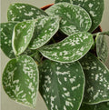 Satin Pothos | Scindapsus Pictus Argyraeus | Silver Trailing Houseplant | Easy Care Hanging Plant | Free Shipping | Live Plant | 4in Pot