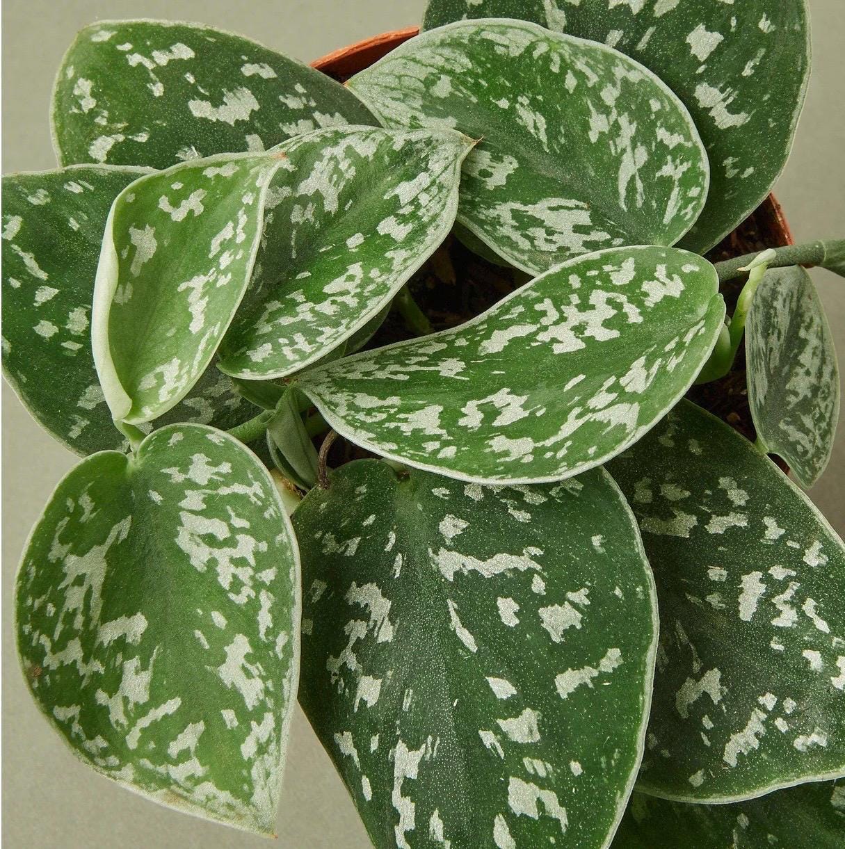 Satin Pothos | Scindapsus Pictus Argyraeus | Silver Trailing Houseplant | Easy Care Hanging Plant | Free Shipping | Live Plant | 4in Pot