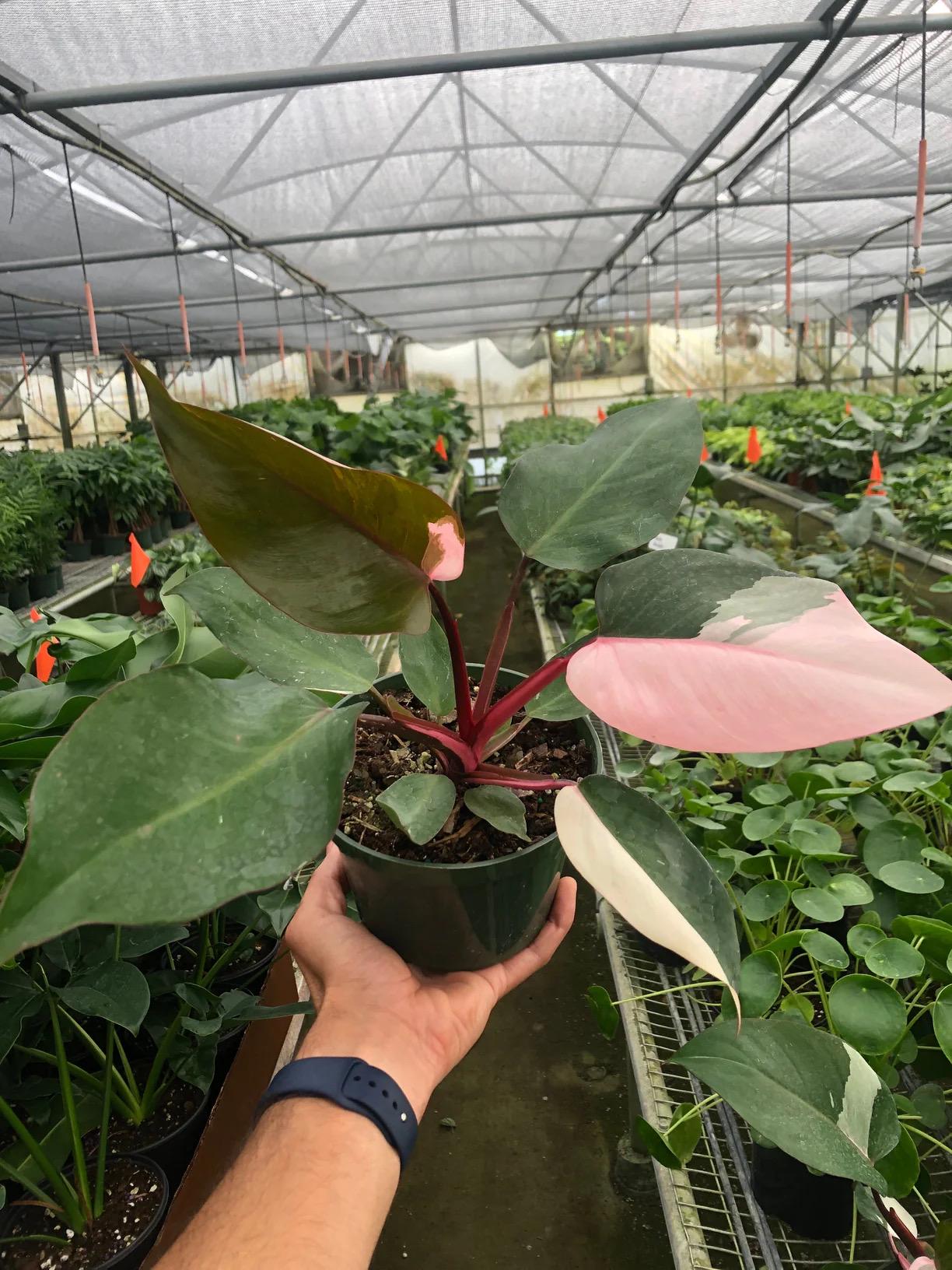 Pink Princess Philodendron | Philodendron Erubescens | Rare Variegated | Live Rooted Plant | 4in 6in Pot