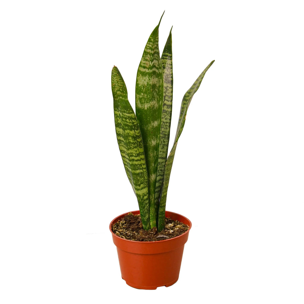 Snake Plant Zeylanica – Easy Care Air Purifying Plant | SunriseDaylas