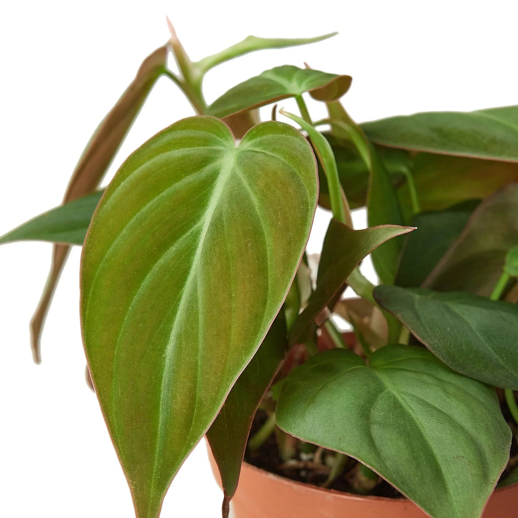 Velvet Philodendron – Velvety Trailing Live Plant | SunriseDaylas