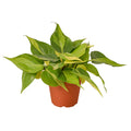 Philodendron ‘Brasil’ – Variegated Heartleaf Indoor Plant | SunriseDaylas