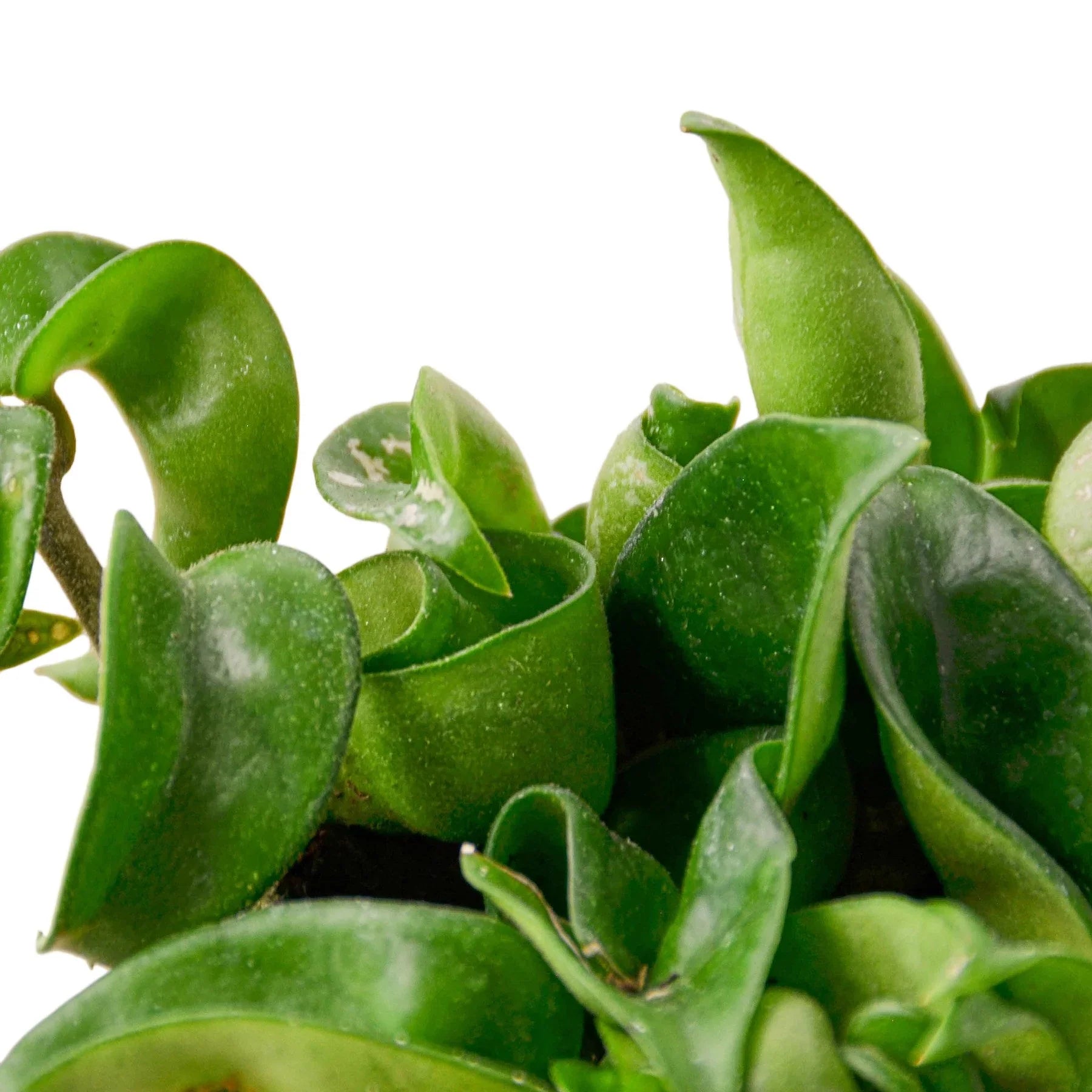 Hoya Rope Plant – Trailing Wax Plant Indoor Vine | SunriseDaylas
