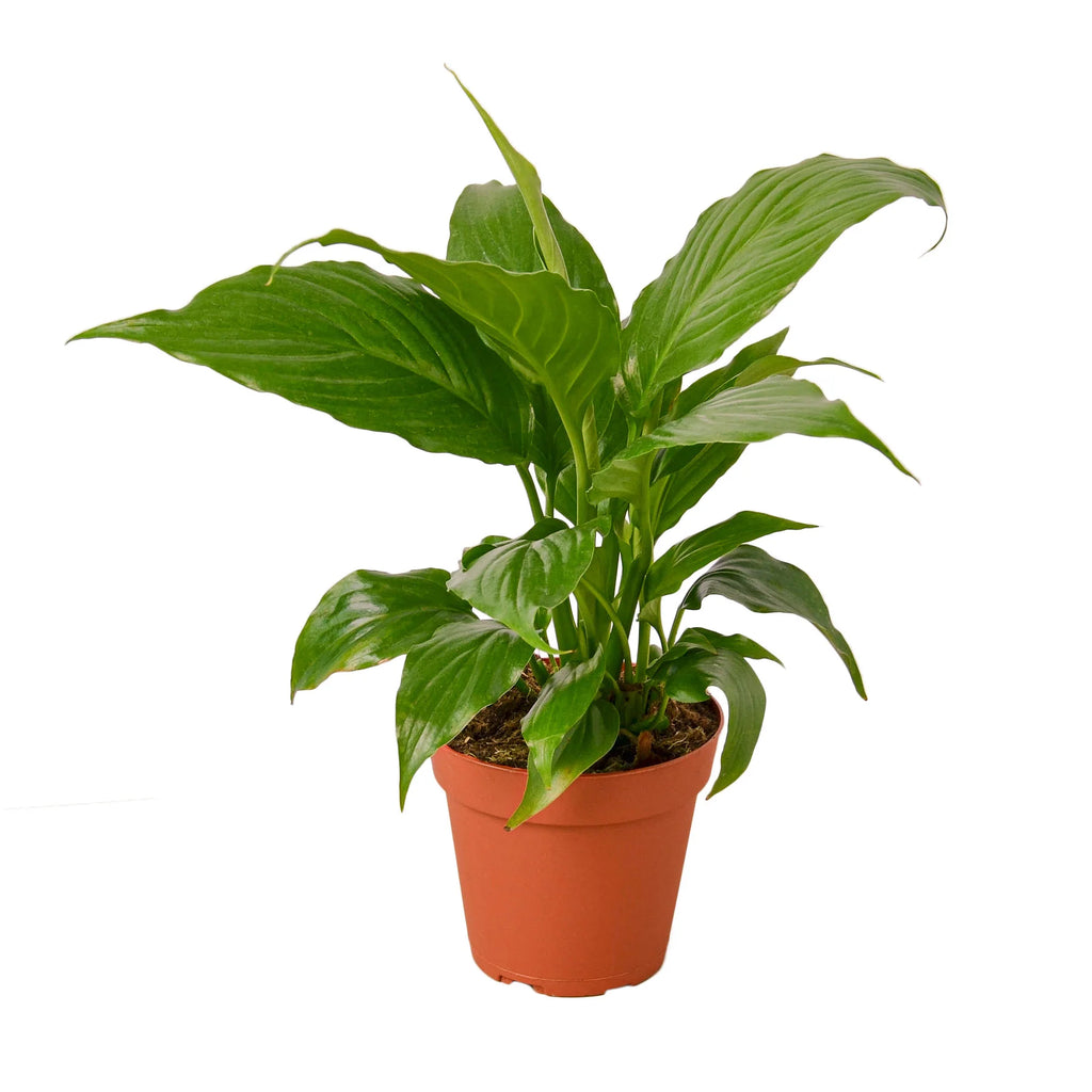 Peace Lily – Air Purifying Flowering Plant | SunriseDaylas