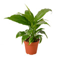 Peace Lily – Air Purifying Flowering Plant | SunriseDaylas