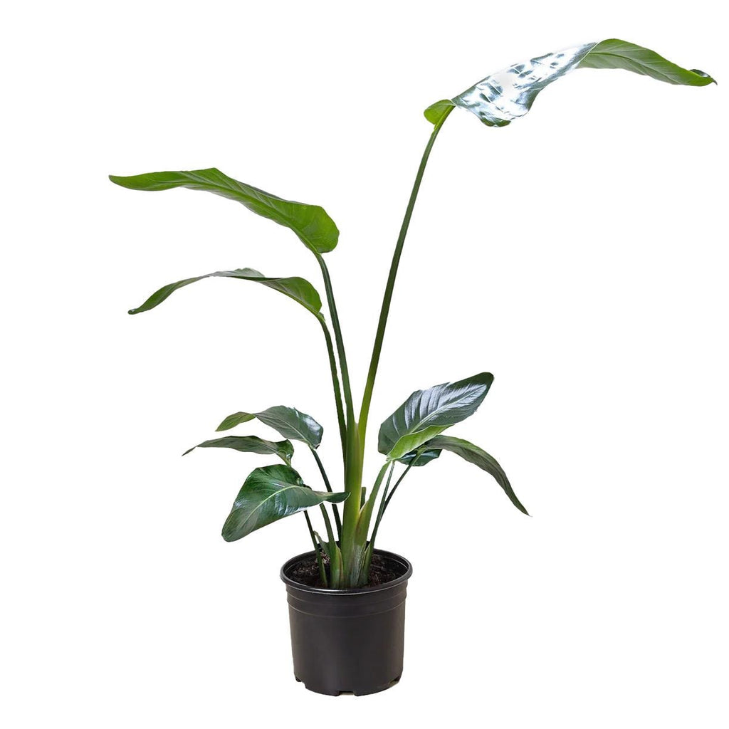 White Bird of Paradise Plant | Large Tropical Statement Strelitzia Nicolai Live Plant
