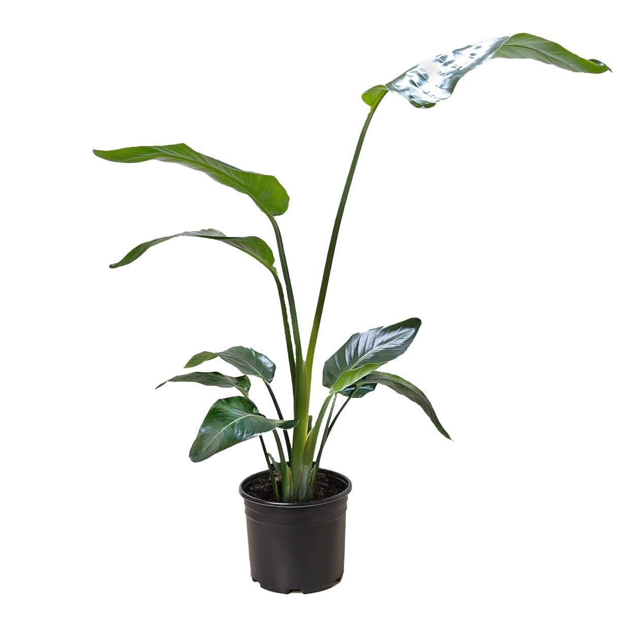 White Bird of Paradise Plant | Large Tropical Statement Strelitzia Nicolai Live Plant