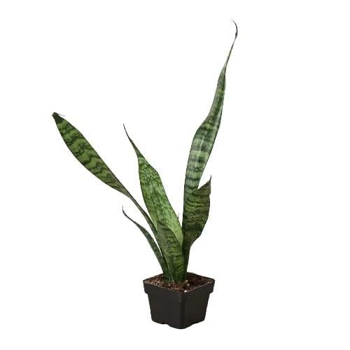 Snake Plant Zeylanica | Low Light Air Purifying Houseplant (4in-10in Pots)