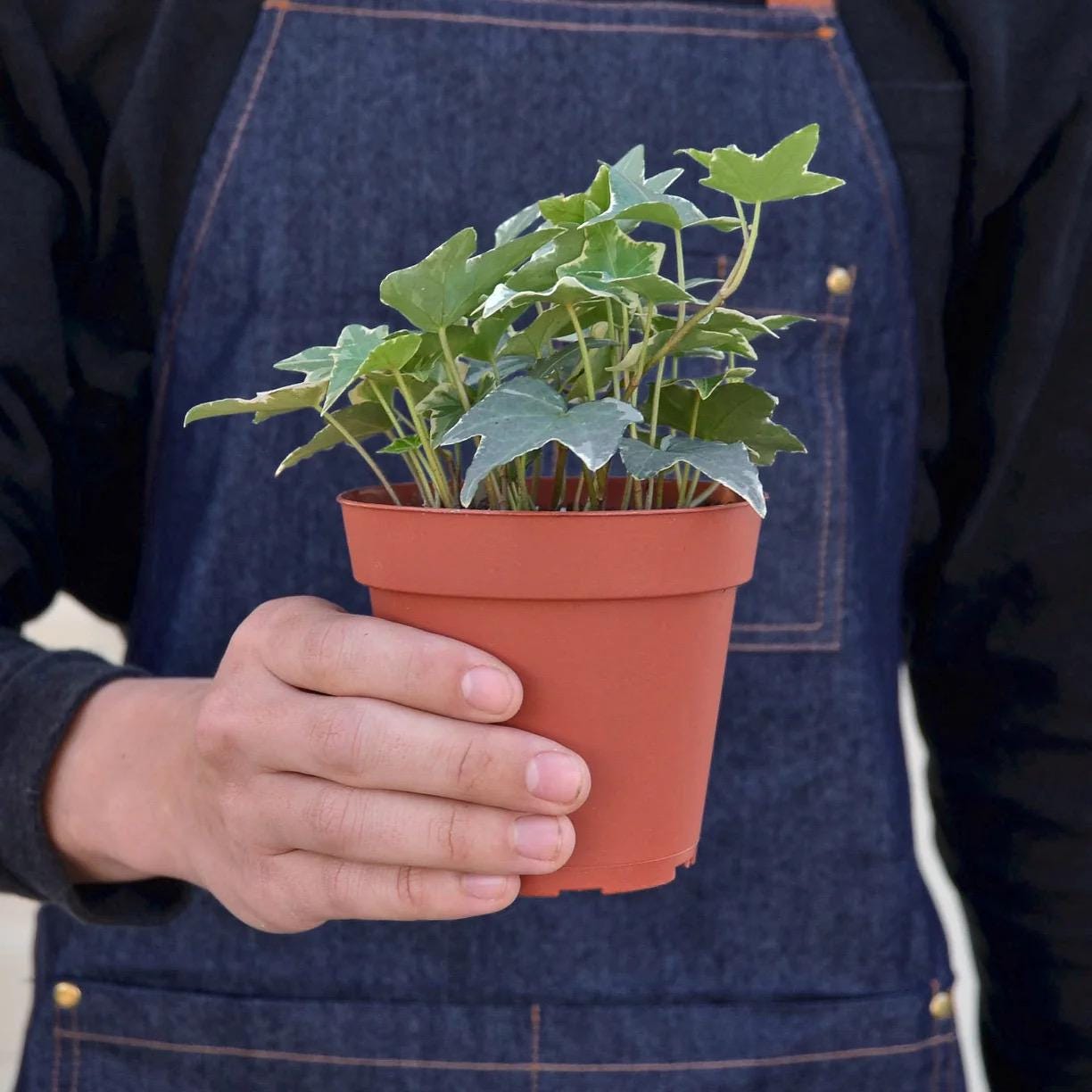 English Ivy Glacier Plant | Variegated Trailing Hedera Helix (3-6in Pot)