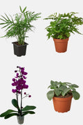 Victorian Plant Kit | Parlor Palm, Fern, Orchid, Fittonia Indoor Collection