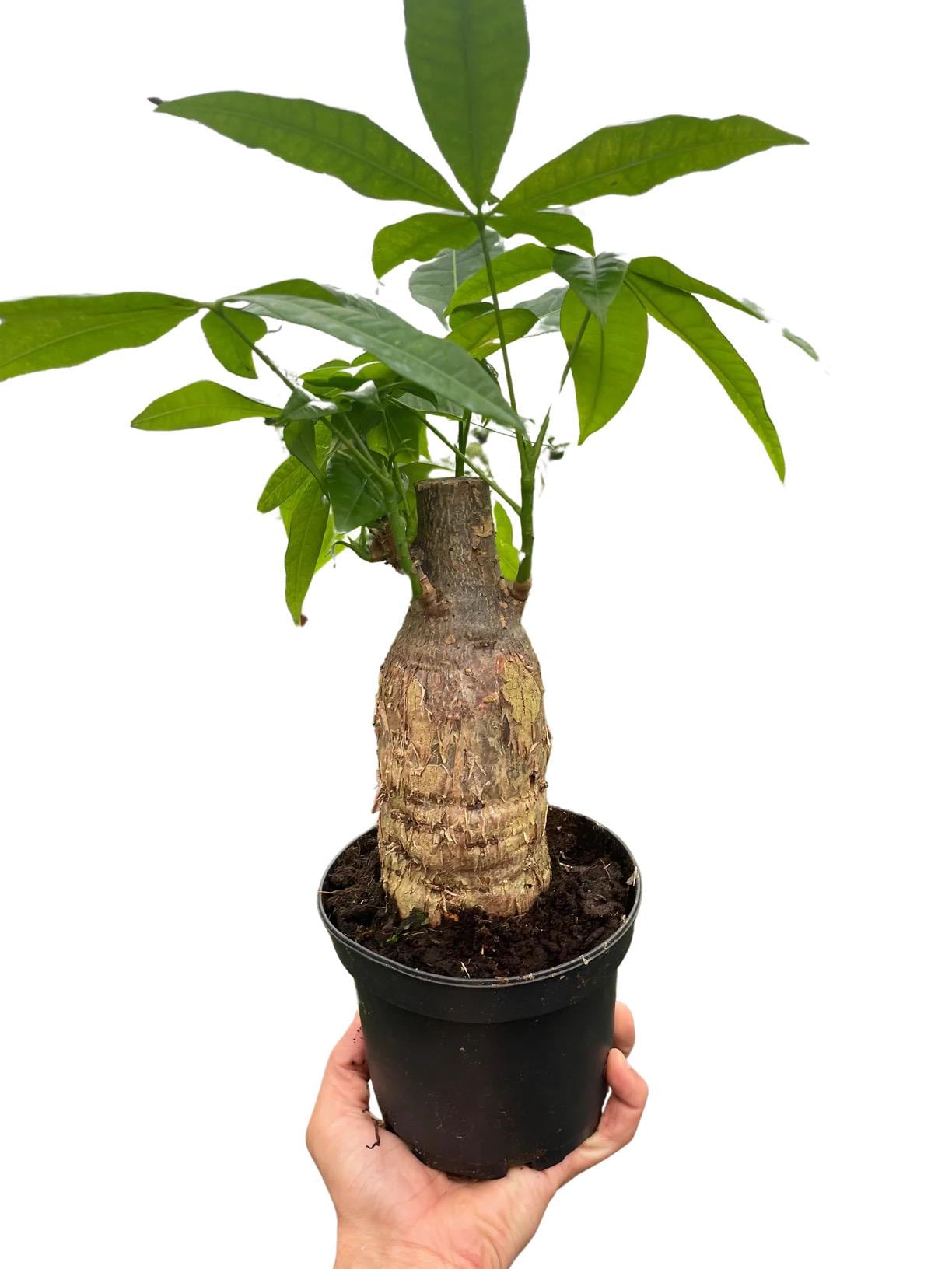 Money Tree Stump Plant | Pachira Aquatica, Good Luck, Easy Care Indoor Houseplant
