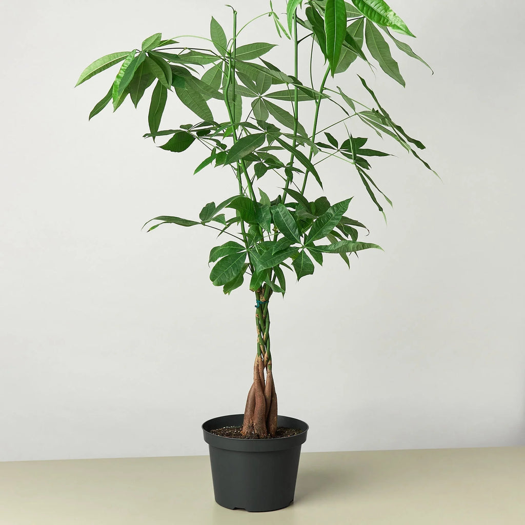 Money Tree Pachira Braid Live Indoor Plant | SunriseDaylas