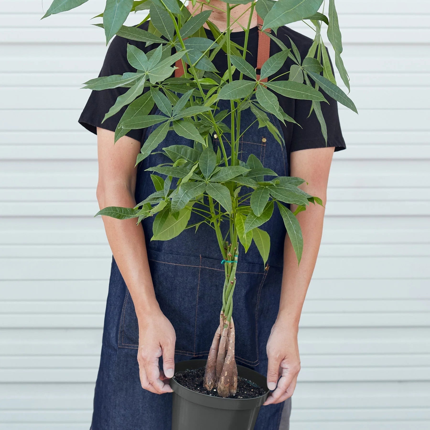 Money Tree Pachira Braid Live Indoor Plant | SunriseDaylas
