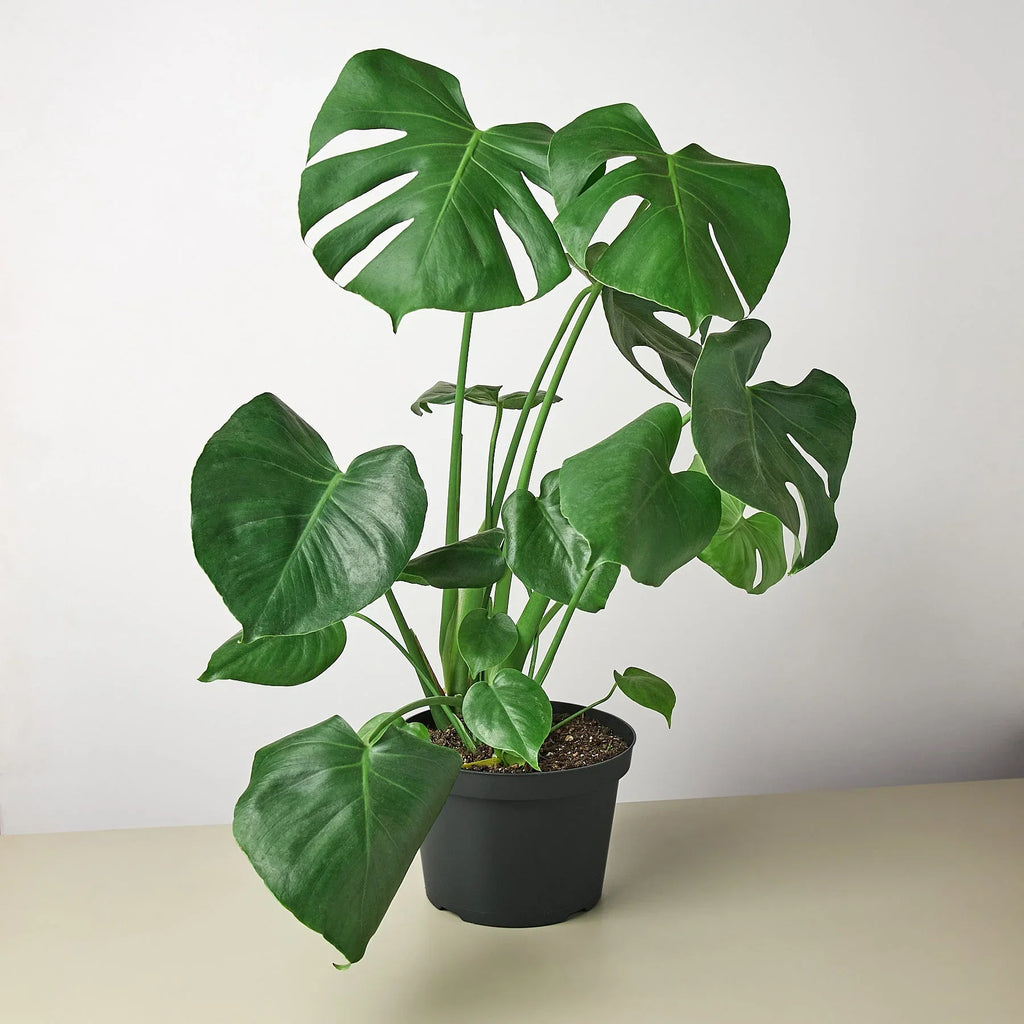 Monstera Deliciosa Split-Leaf Live Indoor Plant | SunriseDaylas