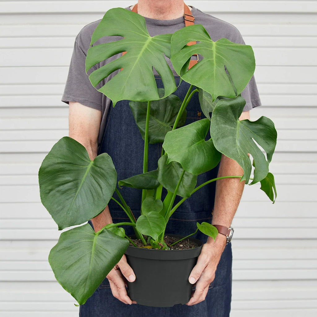 Monstera Deliciosa Split-Leaf Live Indoor Plant | SunriseDaylas
