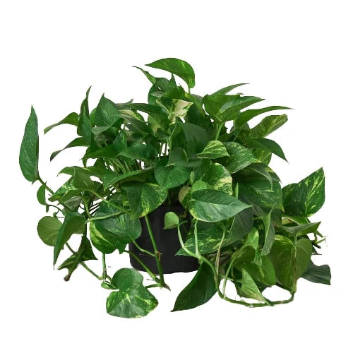 Golden Pothos – Easy Care Trailing Live Plant | SunriseDaylas