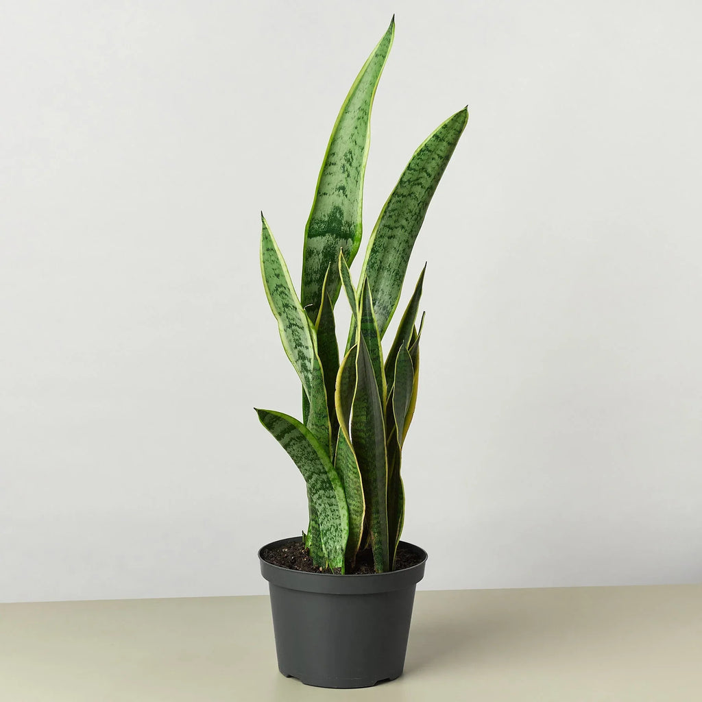 Snake Plant Laurentii – Easy Care Air Purifier | SunriseDaylas