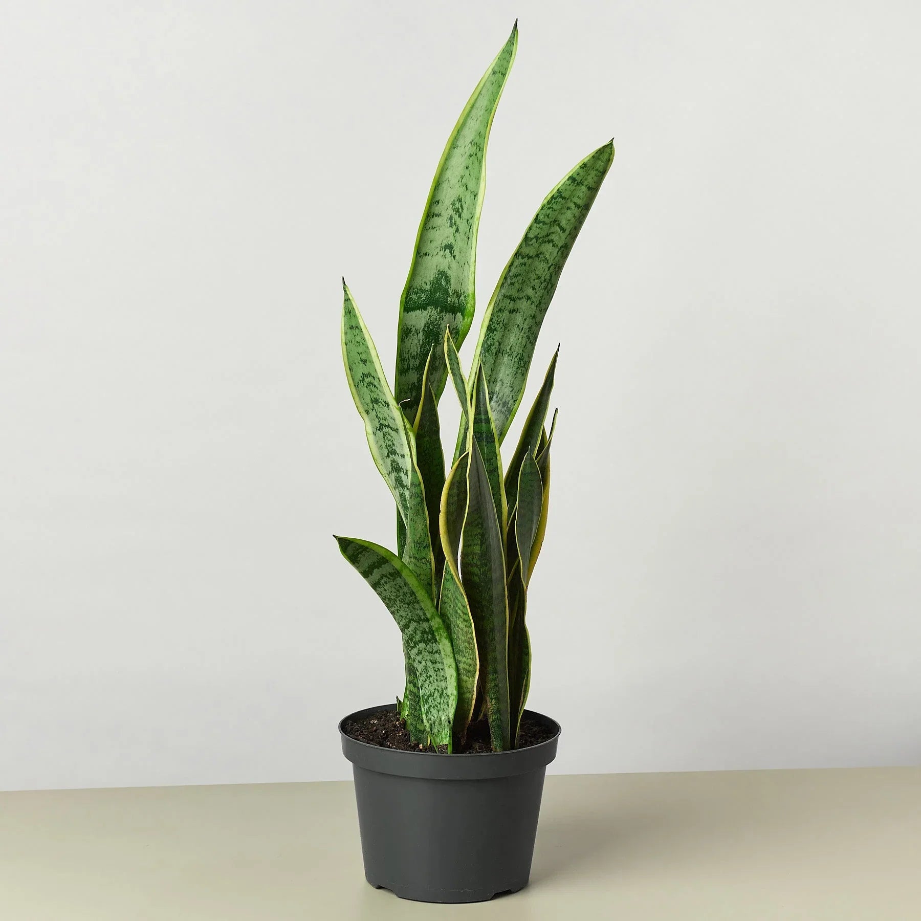 Snake Plant Laurentii – Easy Care Air Purifier | SunriseDaylas