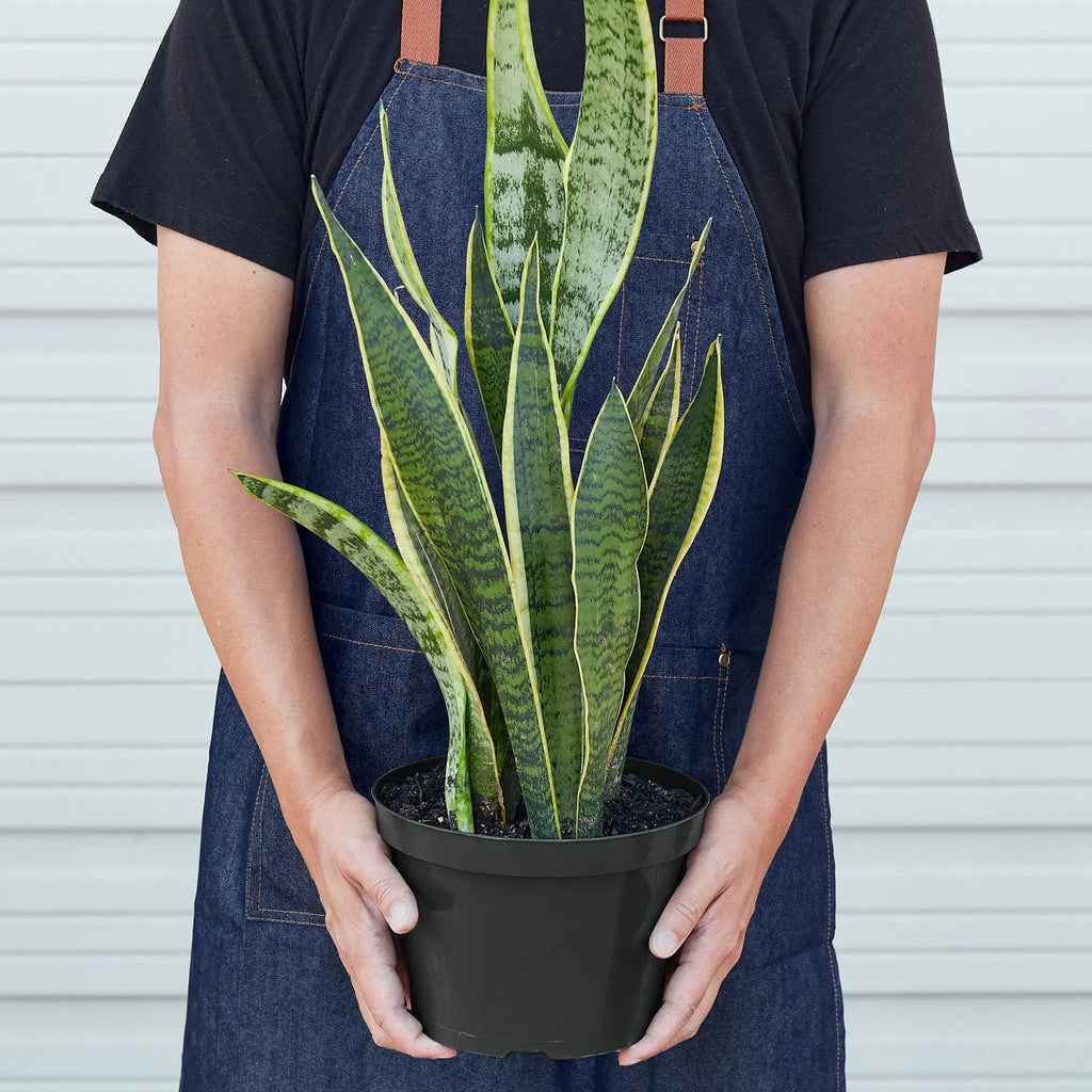 Snake Plant Laurentii – Easy Care Air Purifier | SunriseDaylas