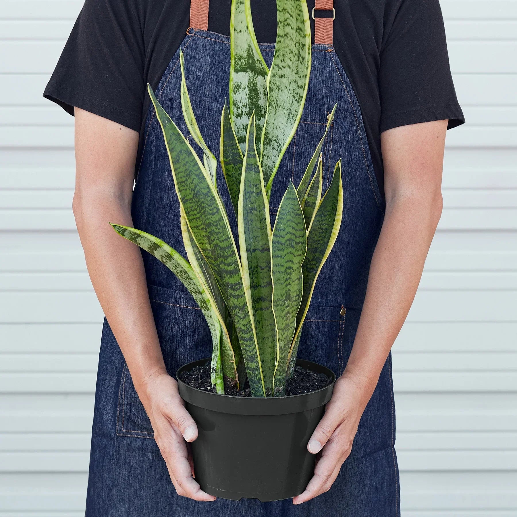 Snake Plant Laurentii – Easy Care Air Purifier | SunriseDaylas
