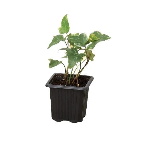 English Ivy Glacier Plant | Variegated Trailing Hedera Helix (3-6in Pot)