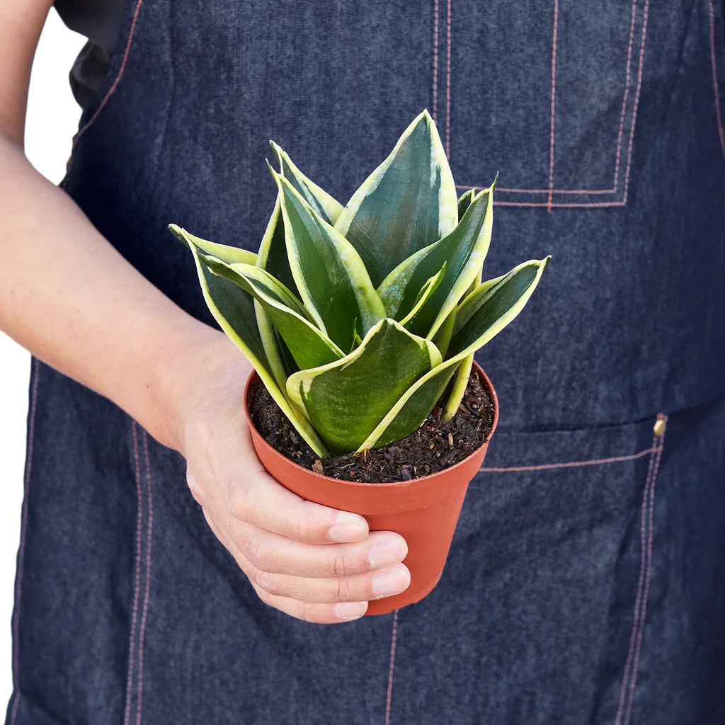 Snake Plant Black Gold – Bold Air-Purifying Plant | SunriseDaylas