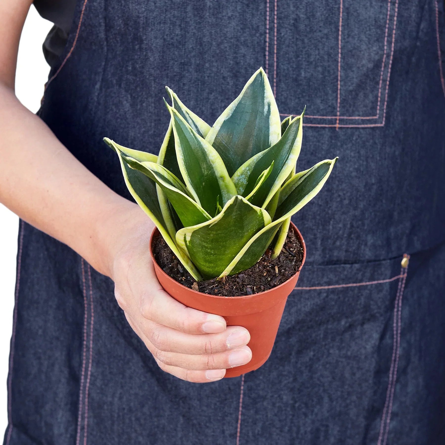 Snake Plant Black Gold – Bold Air-Purifying Plant | SunriseDaylas