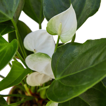 White Anthurium – Rare Blooming Indoor Plant | SunriseDaylas