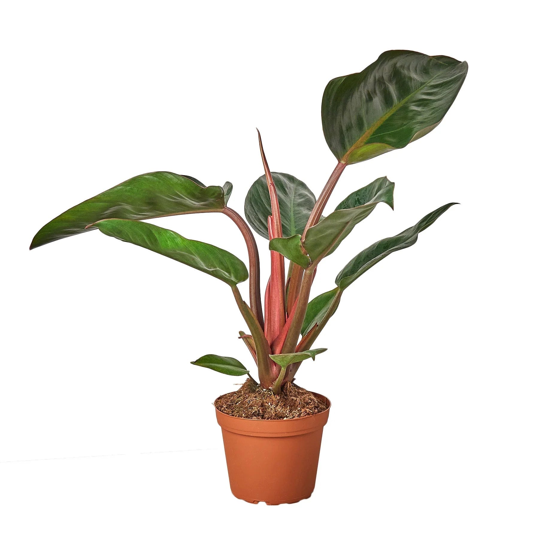 Philodendron Congo Rojo – Bold Tropical Foliage | SunriseDaylas