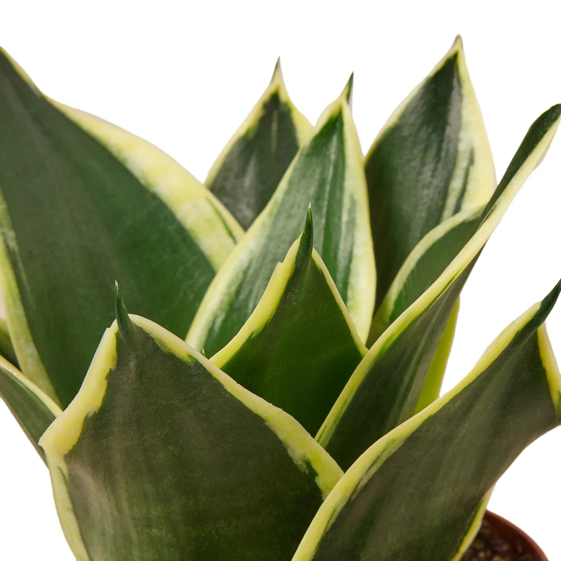 Snake Plant Black Gold – Bold Air-Purifying Plant | SunriseDaylas