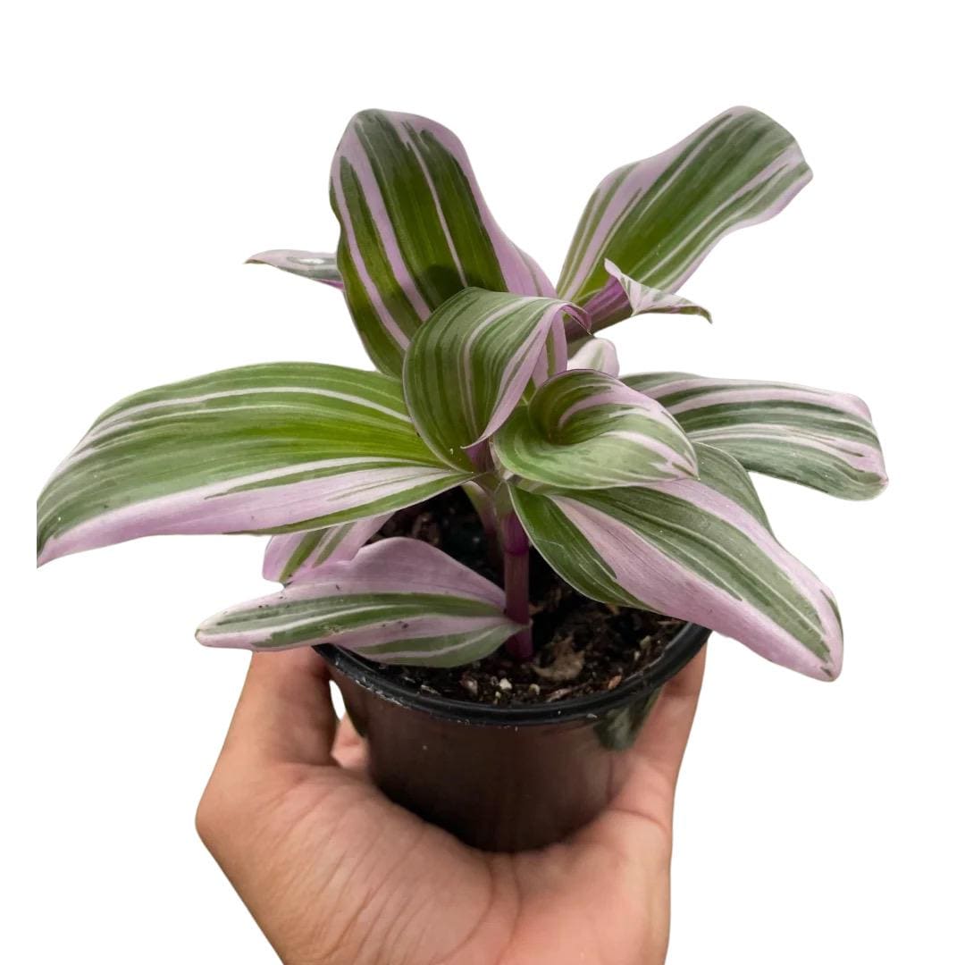 Tradescantia Nanouk | Pink Purple Variegated Trailing Plant | Wandering Dude | Easy Care Hanging Plant | Live Plant | 4in 6in Pot