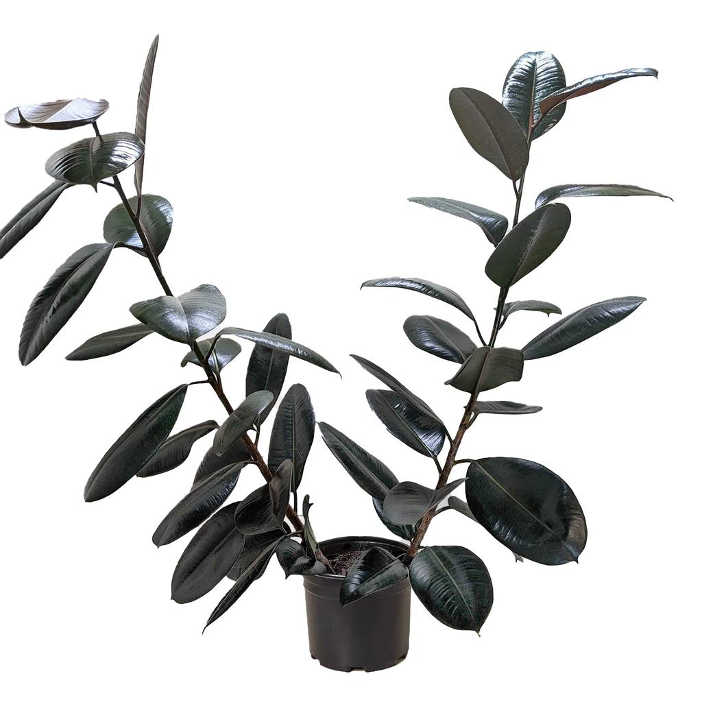 Ficus Elastica ‘Burgundy’ – Small Indoor Rubber Tree | SunriseDaylas