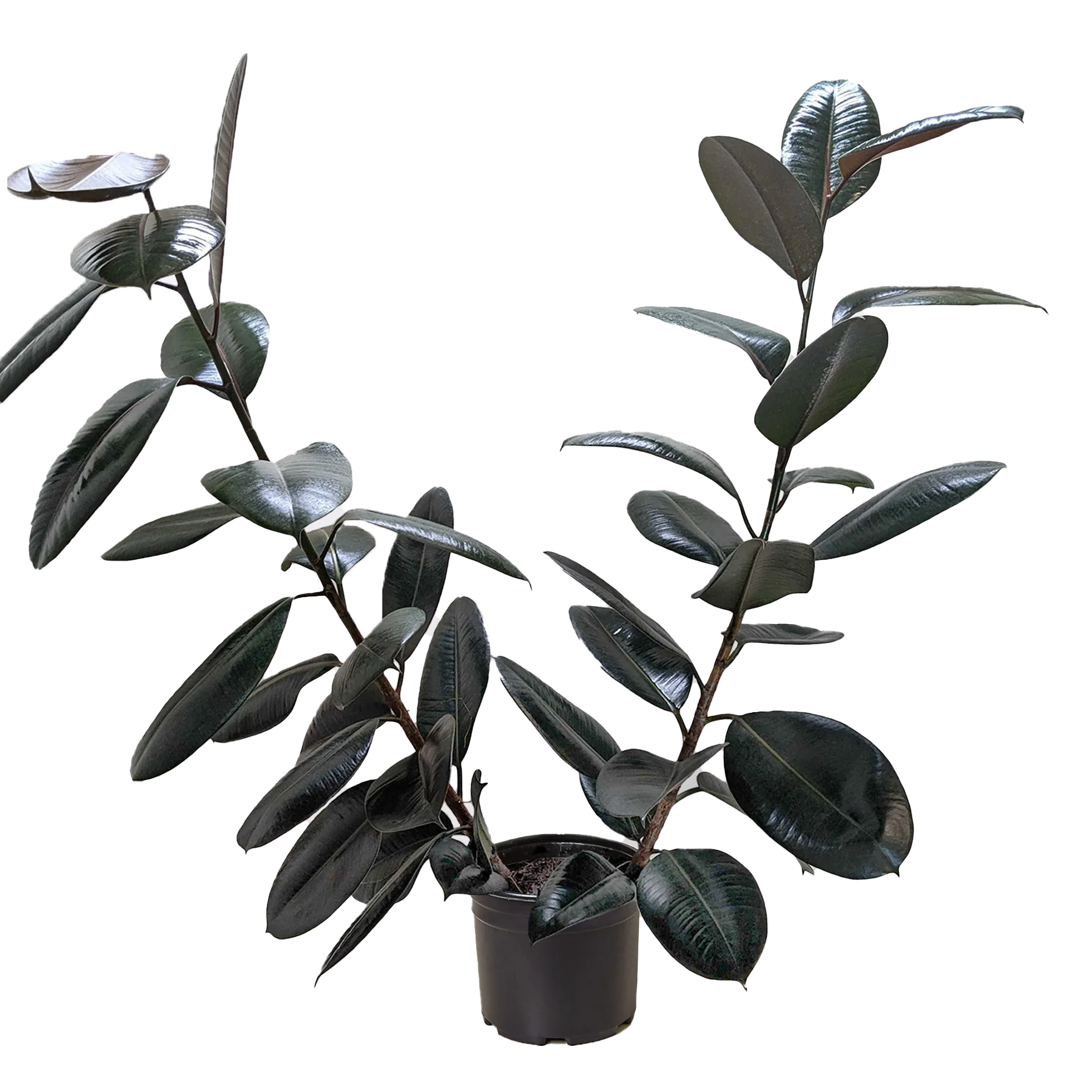 Ficus Elastica ‘Burgundy’ – Small Indoor Rubber Tree | SunriseDaylas