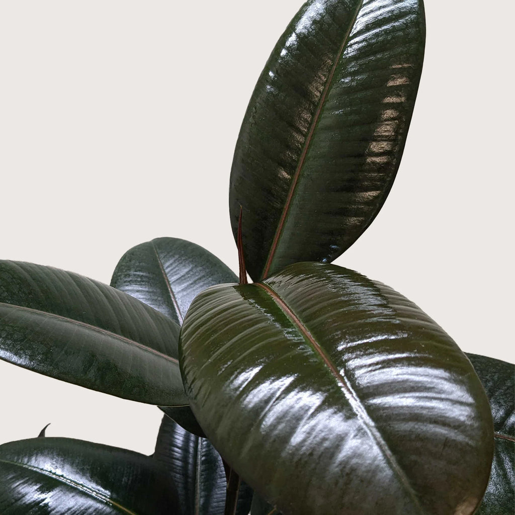 Ficus Elastica ‘Burgundy’ – Small Indoor Rubber Tree | SunriseDaylas