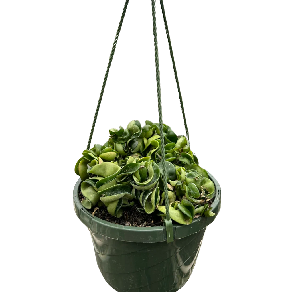 Hoya Rope Plant – Trailing Wax Plant Indoor Vine | SunriseDaylas
