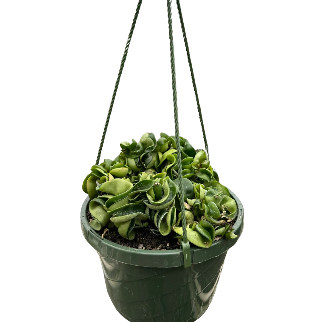 Hoya Rope Plant – Trailing Wax Plant Indoor Vine | SunriseDaylas