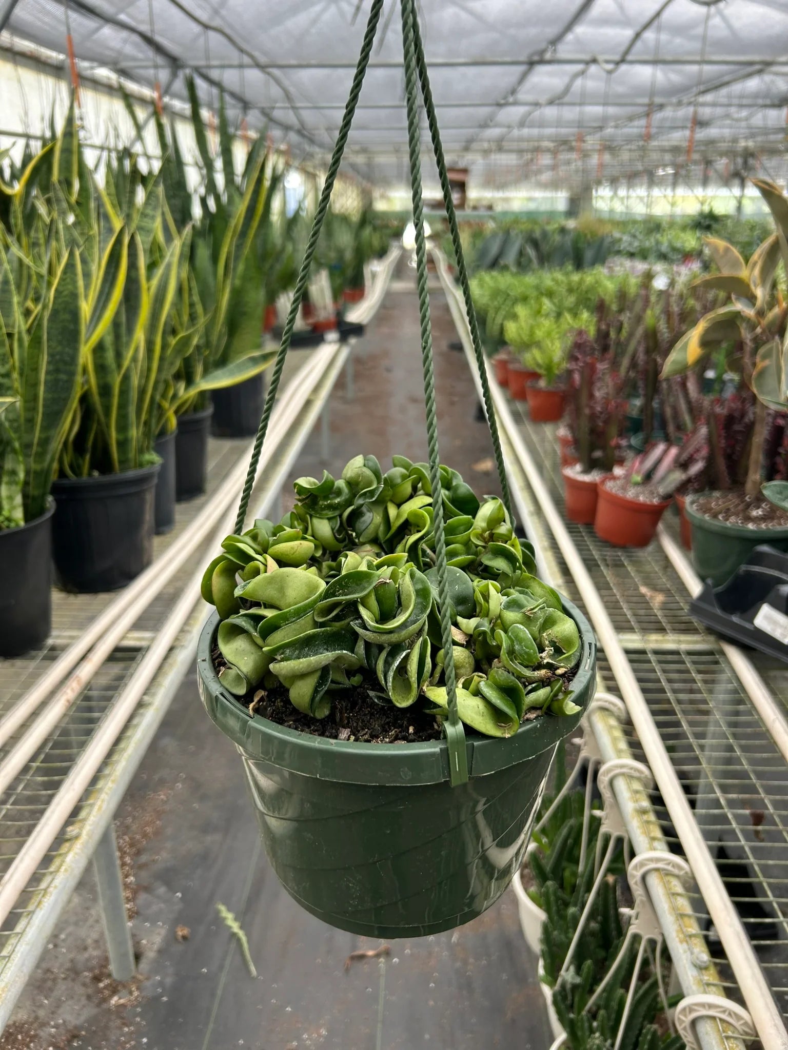 Hoya Rope Plant – Trailing Wax Plant Indoor Vine | SunriseDaylas